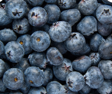 Fresh Blueberries 10lb.