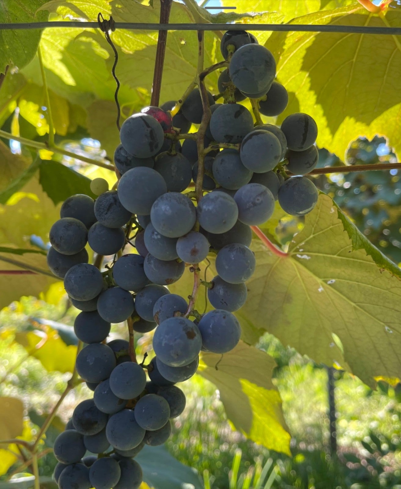 Concord Grapes